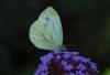 Pieris napi
